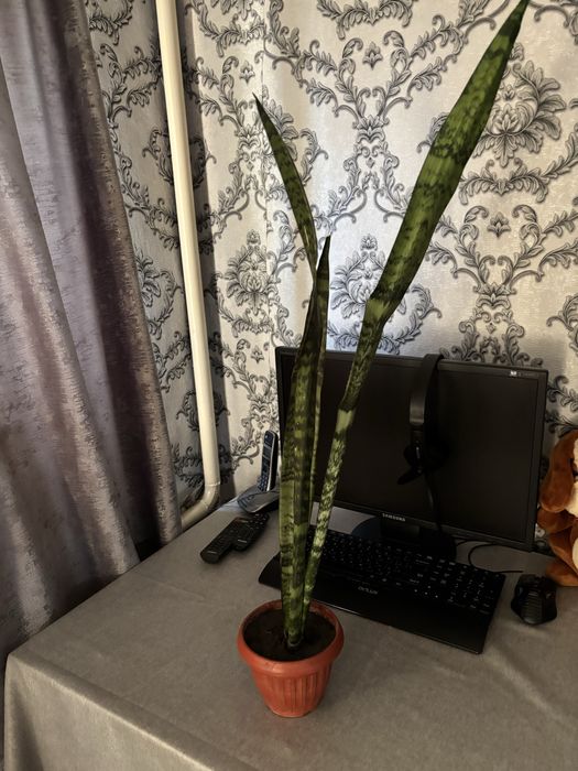 Домашний цветок Сансевиерия трёхполосная