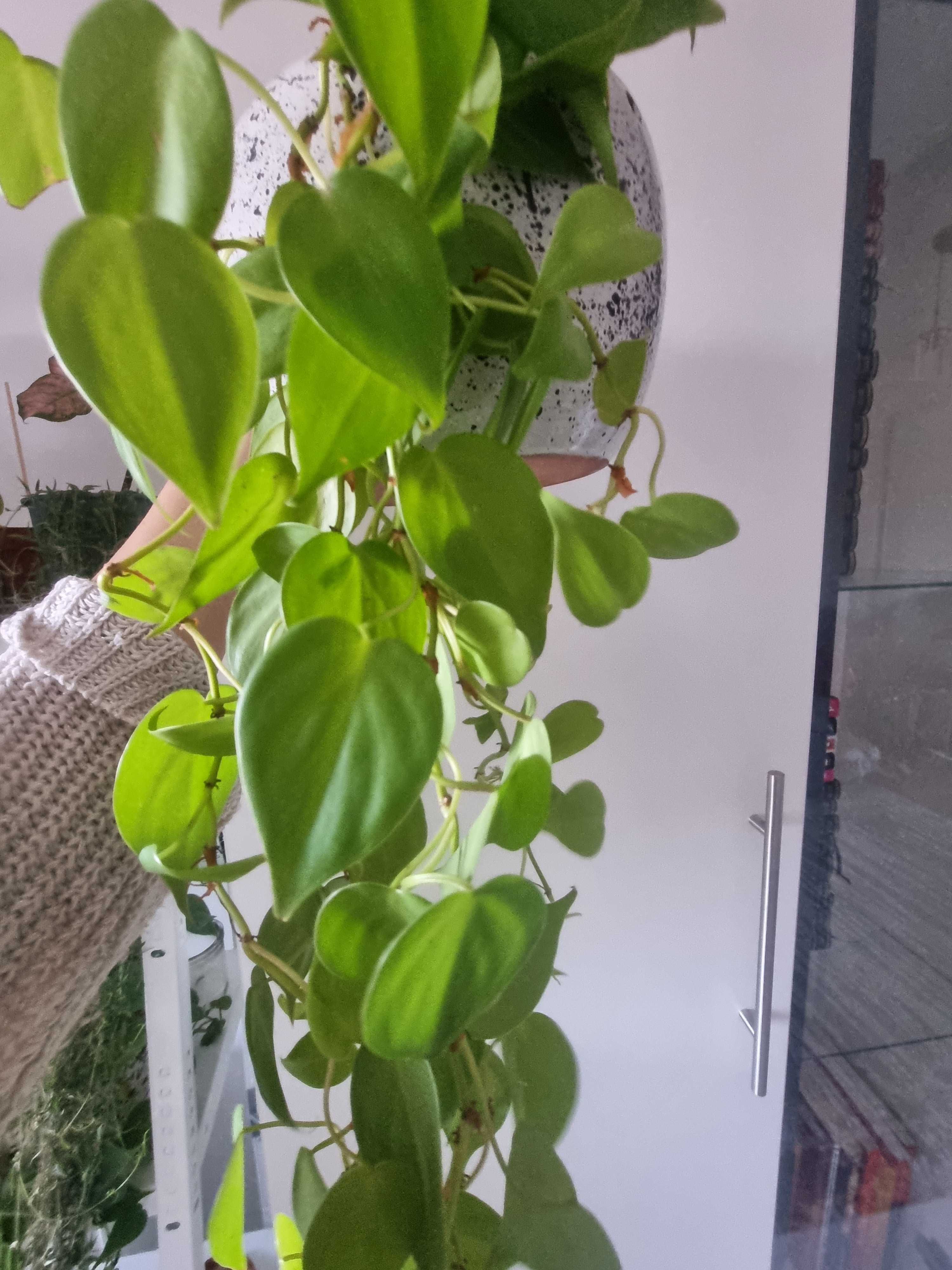 Philodendron neon micans etc plant interior camera