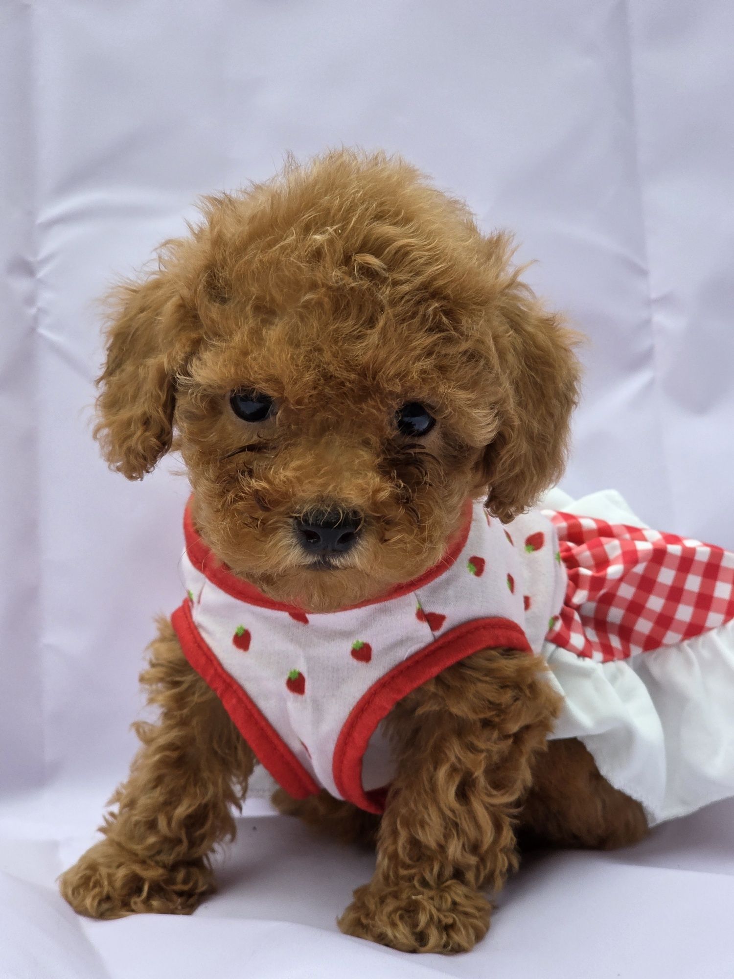Пудел Той/ Poodle toy с Документация за произход
