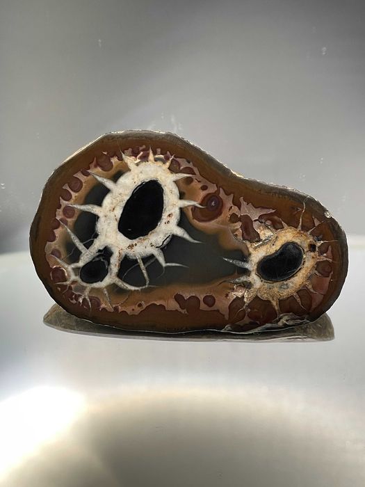 Голяма полирана Септария (68 мм)