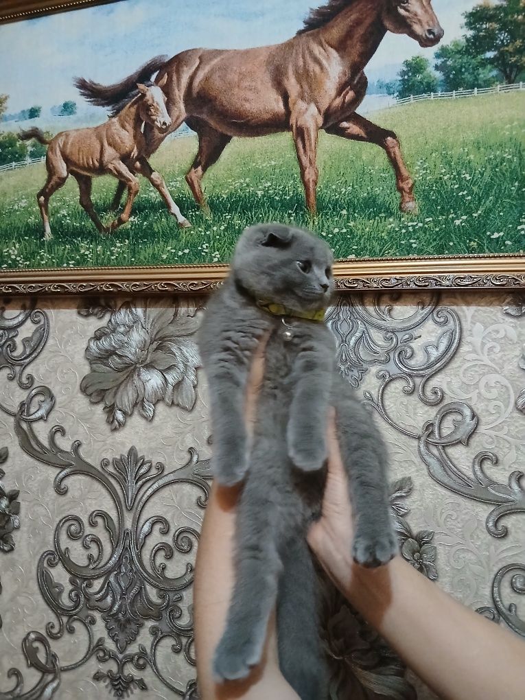 Продаётся британский котёнок вислоухий