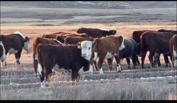 Продается бычки.