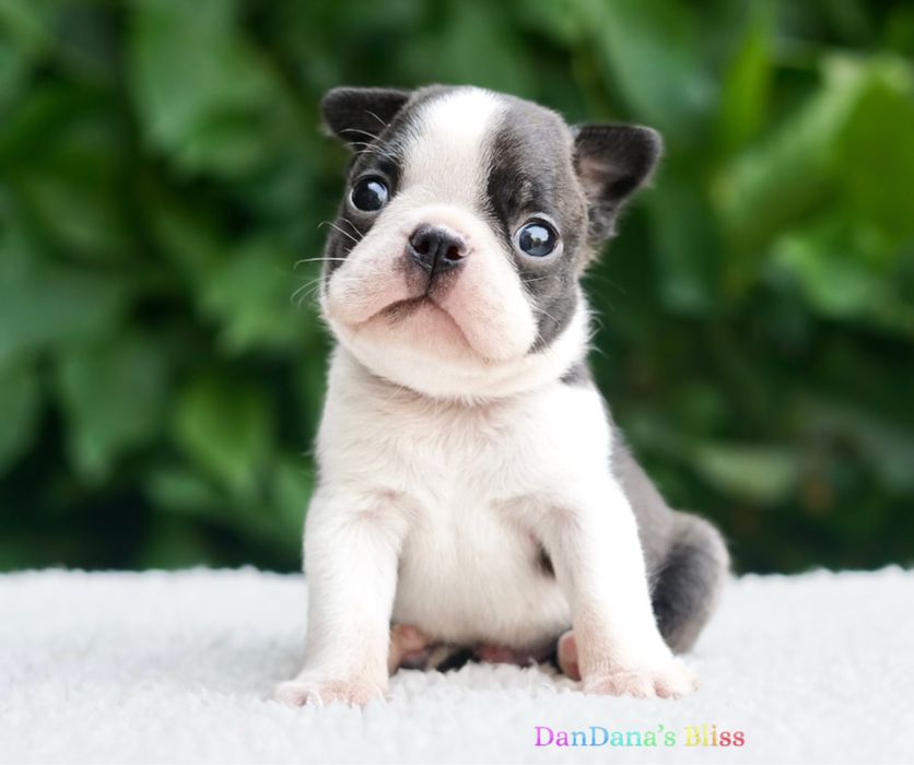Baietel boston terrier cu pedigree