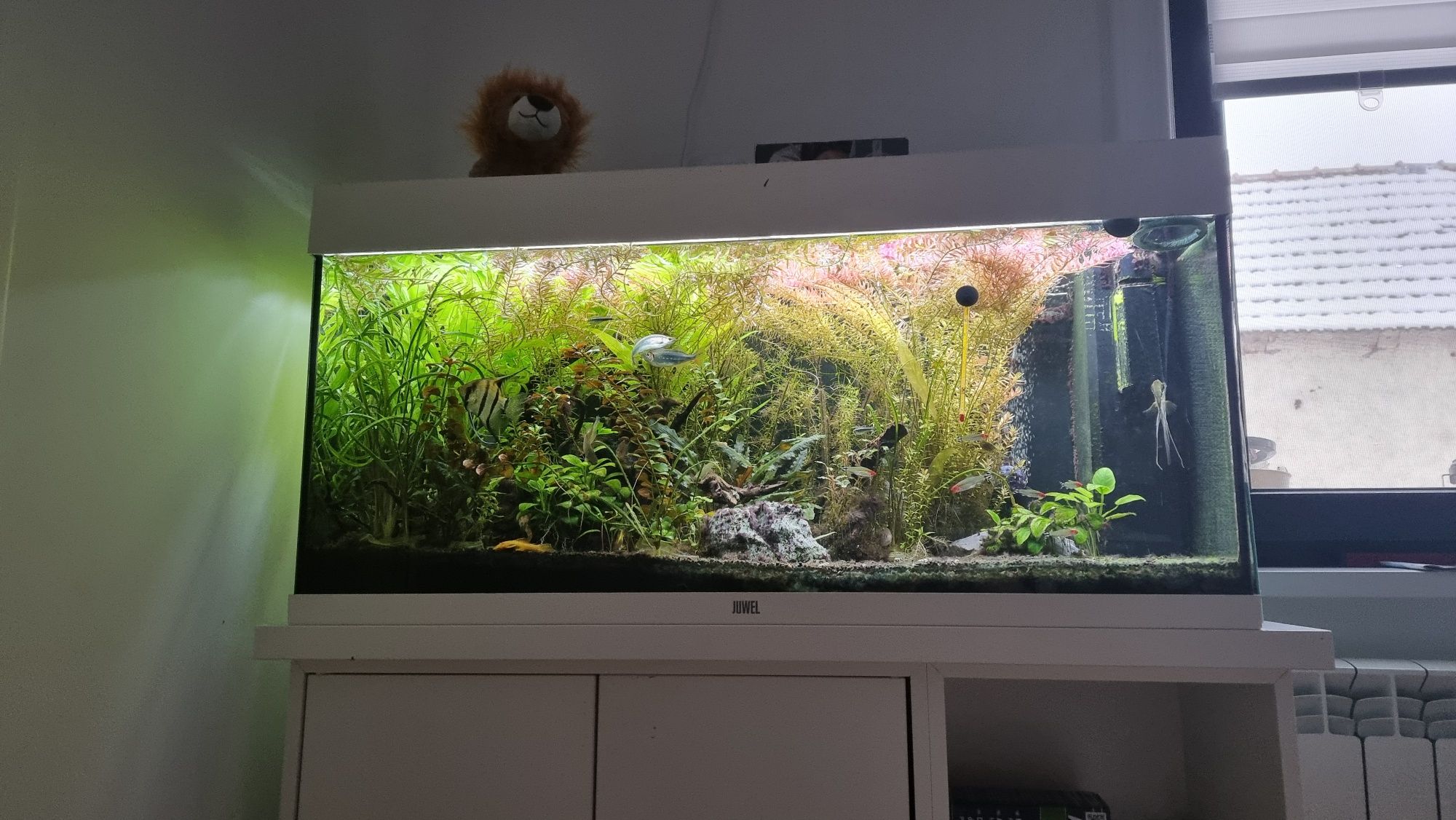 Acvariu complet Juwel 180