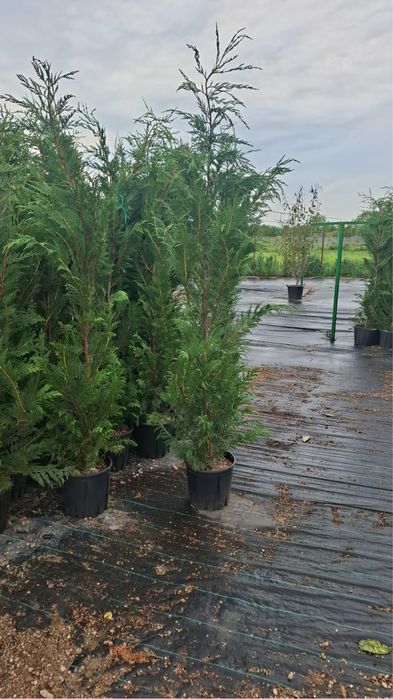 Vand leylandi chiparos verde