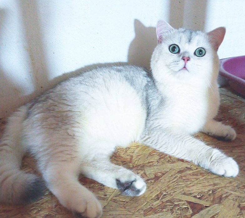 ВЯЗКА  Серебристый кот шиншилла