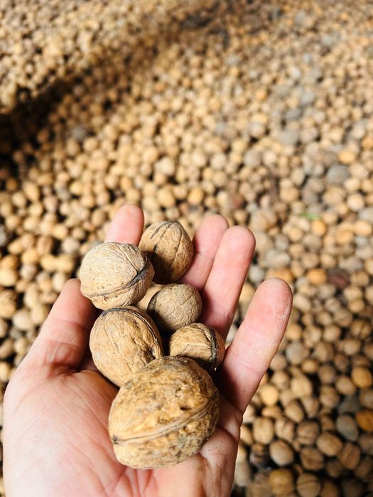 Nuci în coajă 2025.