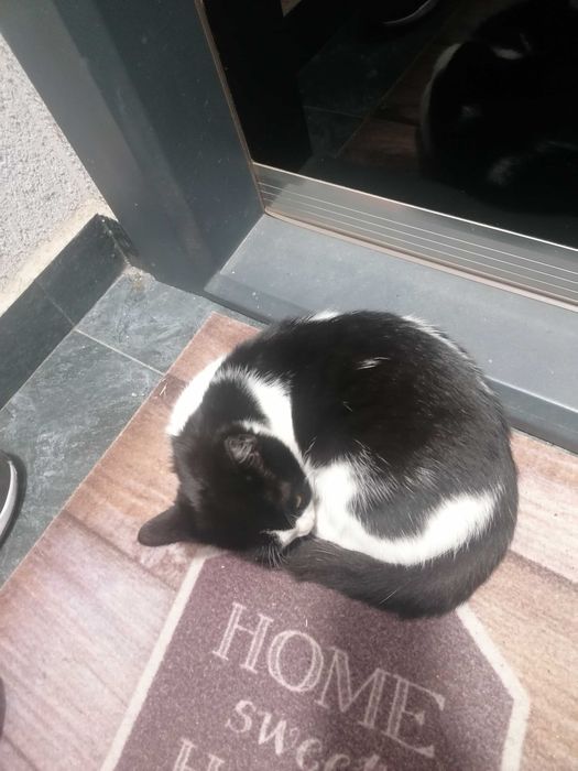 Donez 4 pisoiasi, 2 cotoi si o pisica de 2 ani