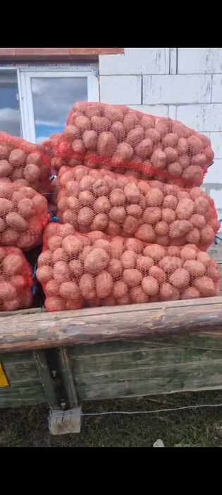 Cartofi Consum Bellarosa, Jelly, Ultra si Agria