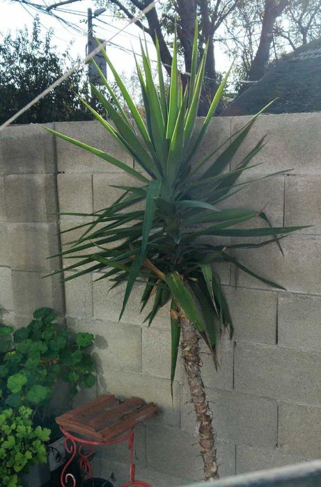 Продавам палма Юка над 2 метра