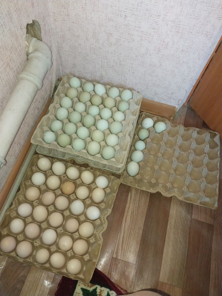 Яйцо инкубационные