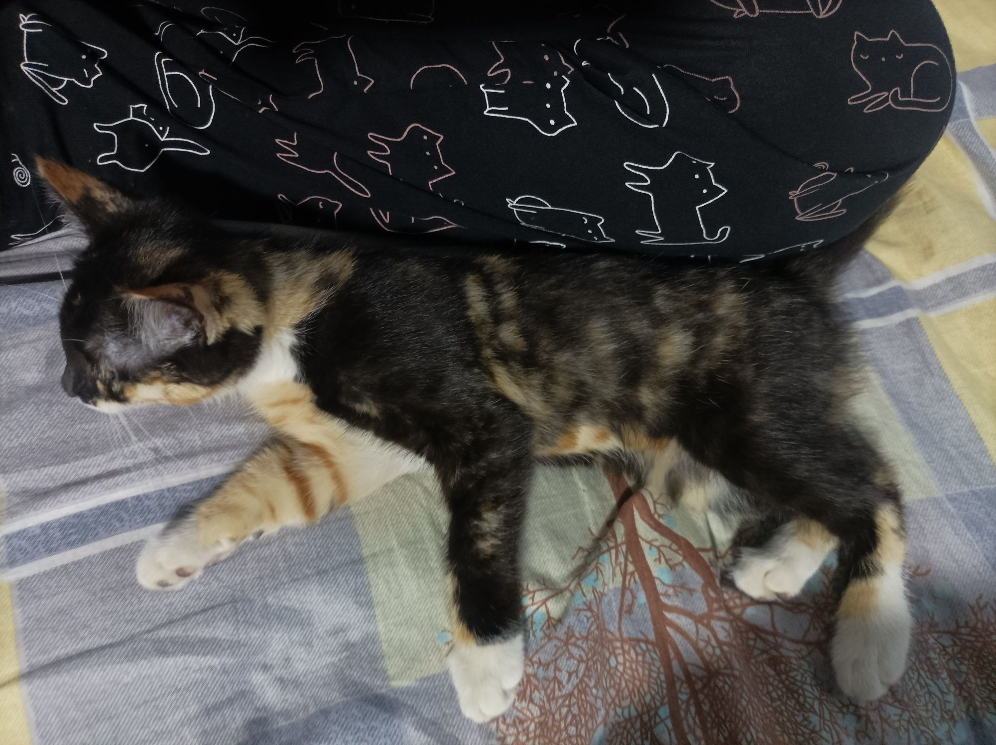 Котенка даром отдам. Mushukcha hadiya