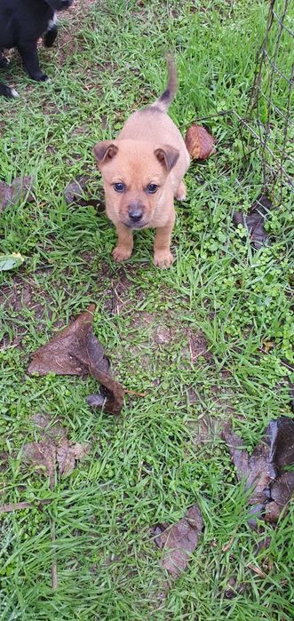 Подарявам! Малки кученца