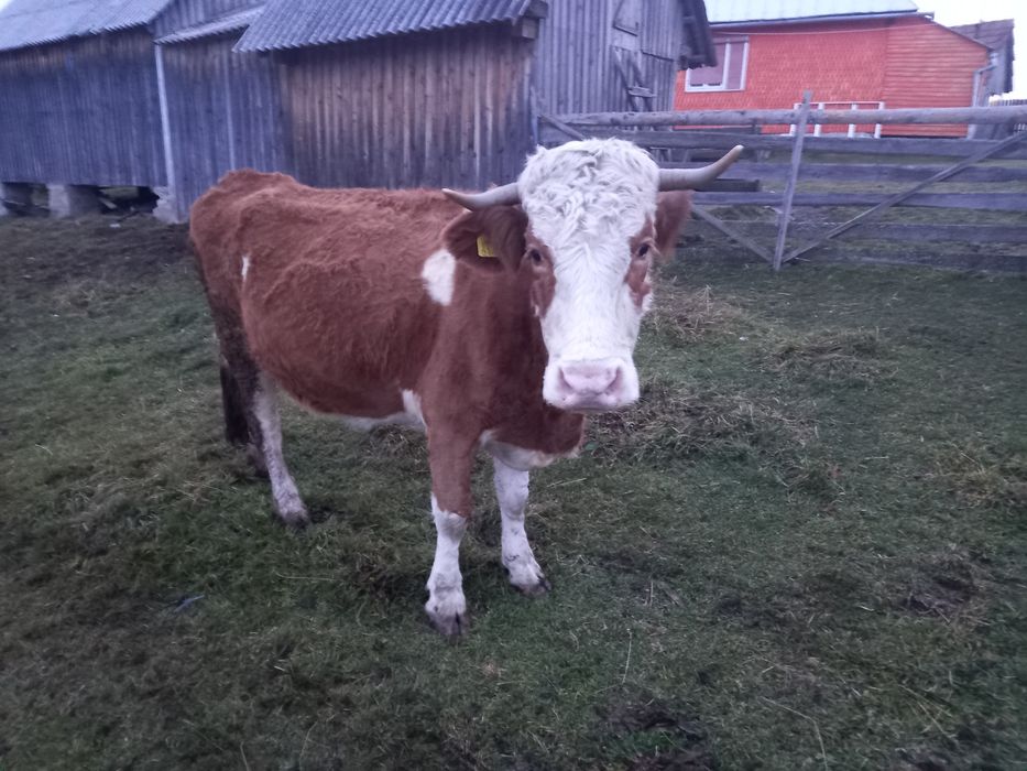 Vând vaca  bună de 8 ani