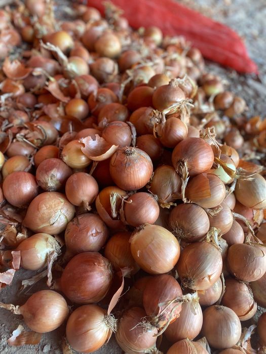 лук без болезни в хорошем качестве