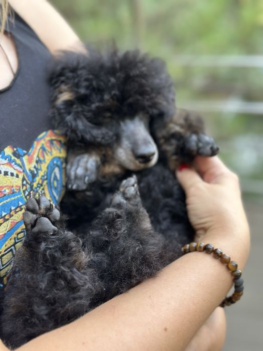 Щенки пуделя. Фантом.