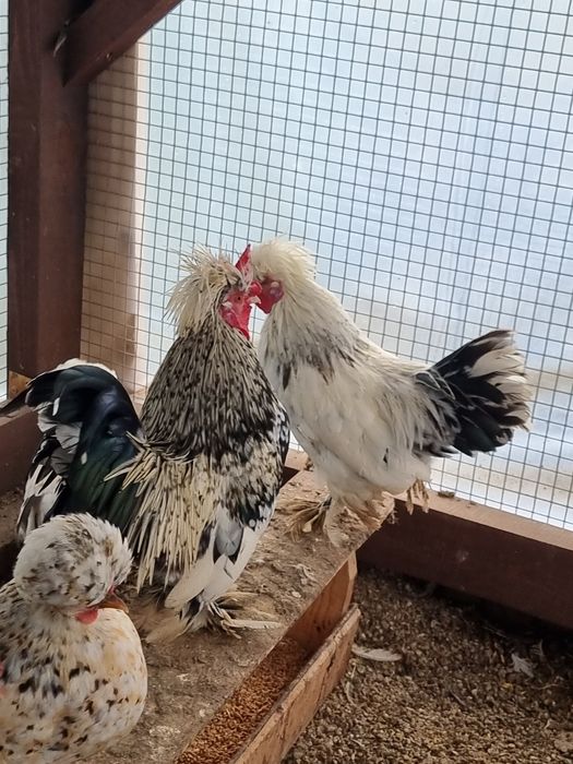 Бреговски джинки, Петлета бантам