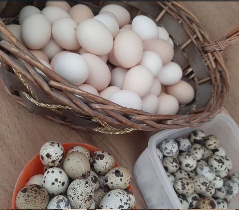 Домашние яйца перепелинные и куринные