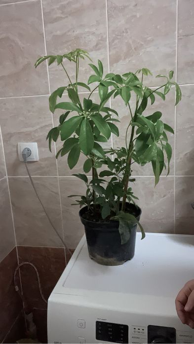 Комнатные растения