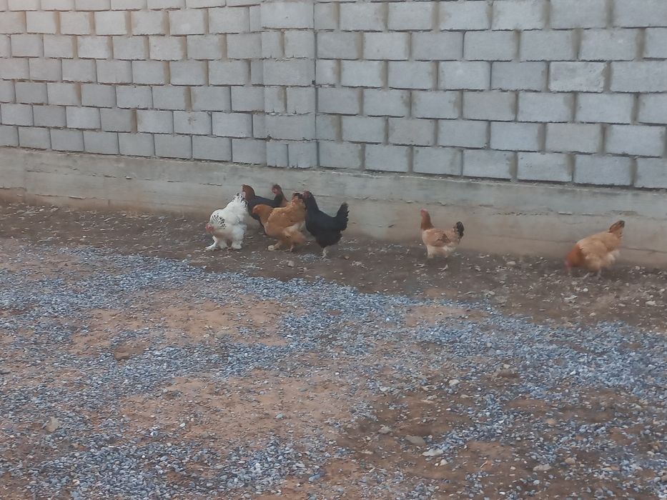 Қазқы және брамер бір еу бар