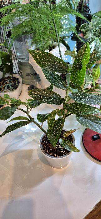 Begonia corallina Tamaya