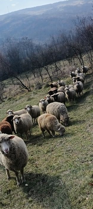 De vânzare oi tigai