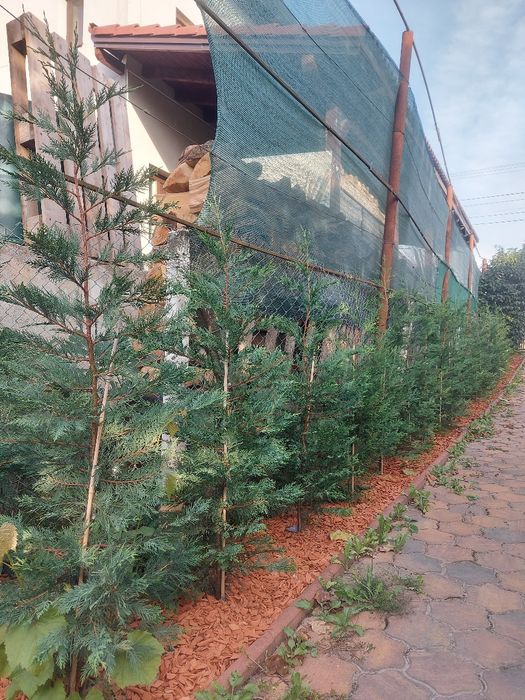 Gard viu Leylandii