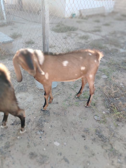 Англо-нубийский еркек теке-лақтар