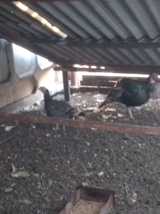 Продам Индюков Продам