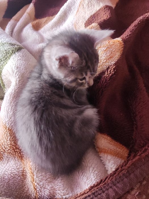 Подарявам котенца