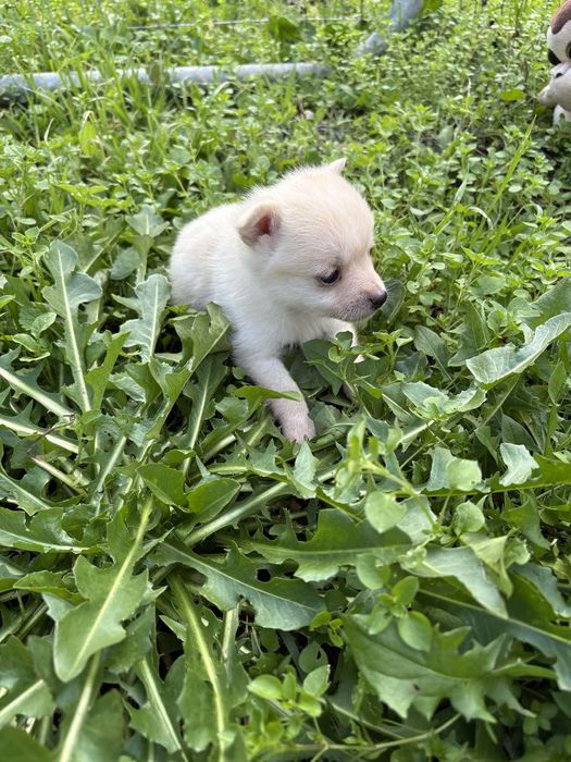 Чихуахуа пинчер мини