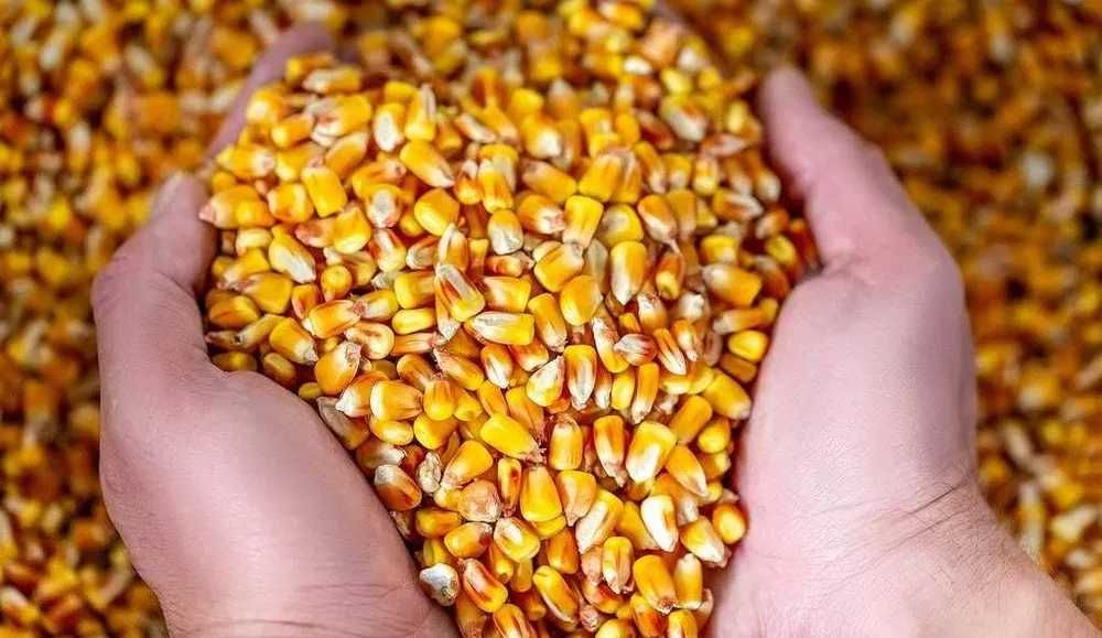 Porumb ,Grau ,Orzoaica, productie 2025