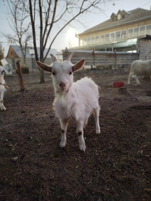 Продаётся Заанинская козочка