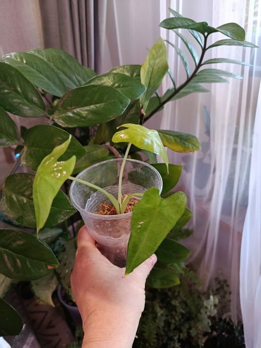 Продам комнатные цветы