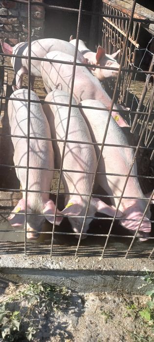 40-50 kg de 12 săptămâni