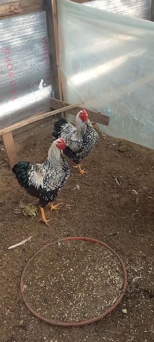 Продам разнопородных петухов на смену крови.