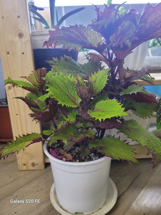 Колеусы. Яркие Простые в уходе