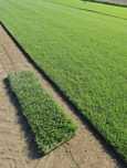 Gazon rulou plante ornamentale