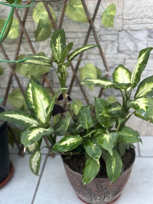 Комнатные растения для дома и офиса