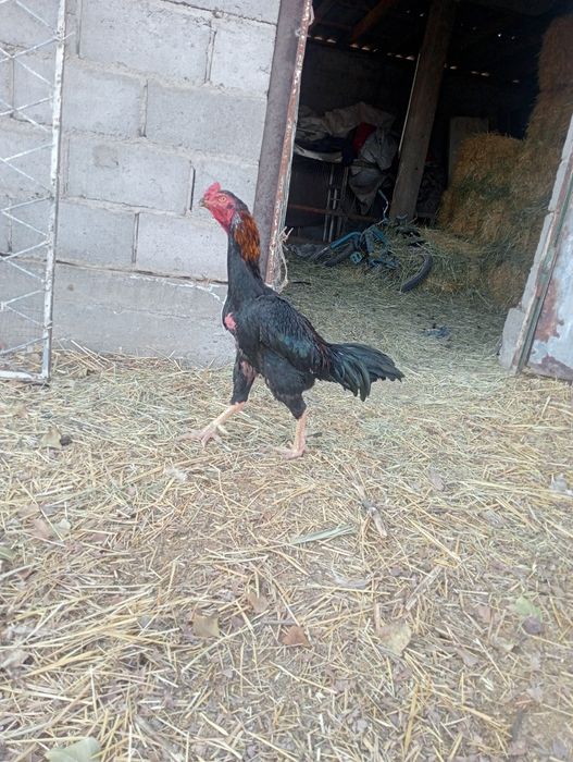 Бойцовый дакан. Хороших кровей