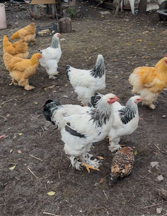 Cocosi Brahma hd Cochinchina urias Plymouth rok barat Marans