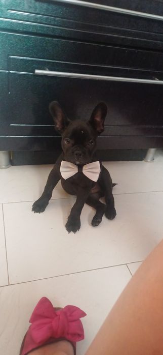 Продам фоанцуского бульдога