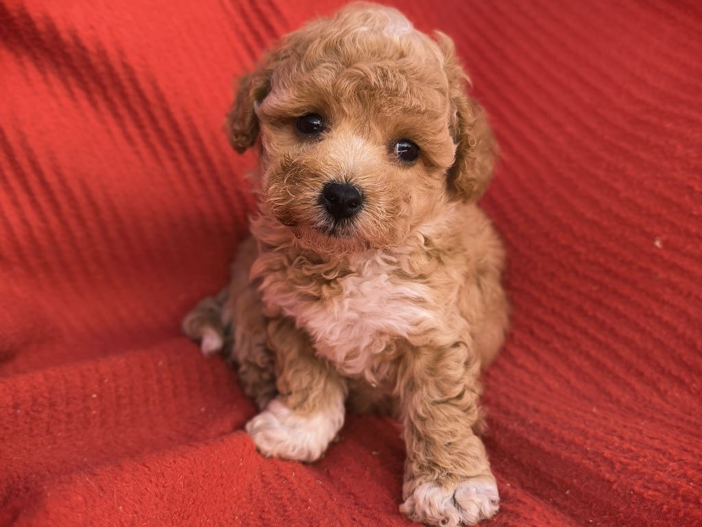 Vand baietel maltipoo f1 mini toy