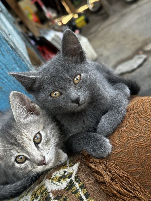 Отдам котят в хорошие руки