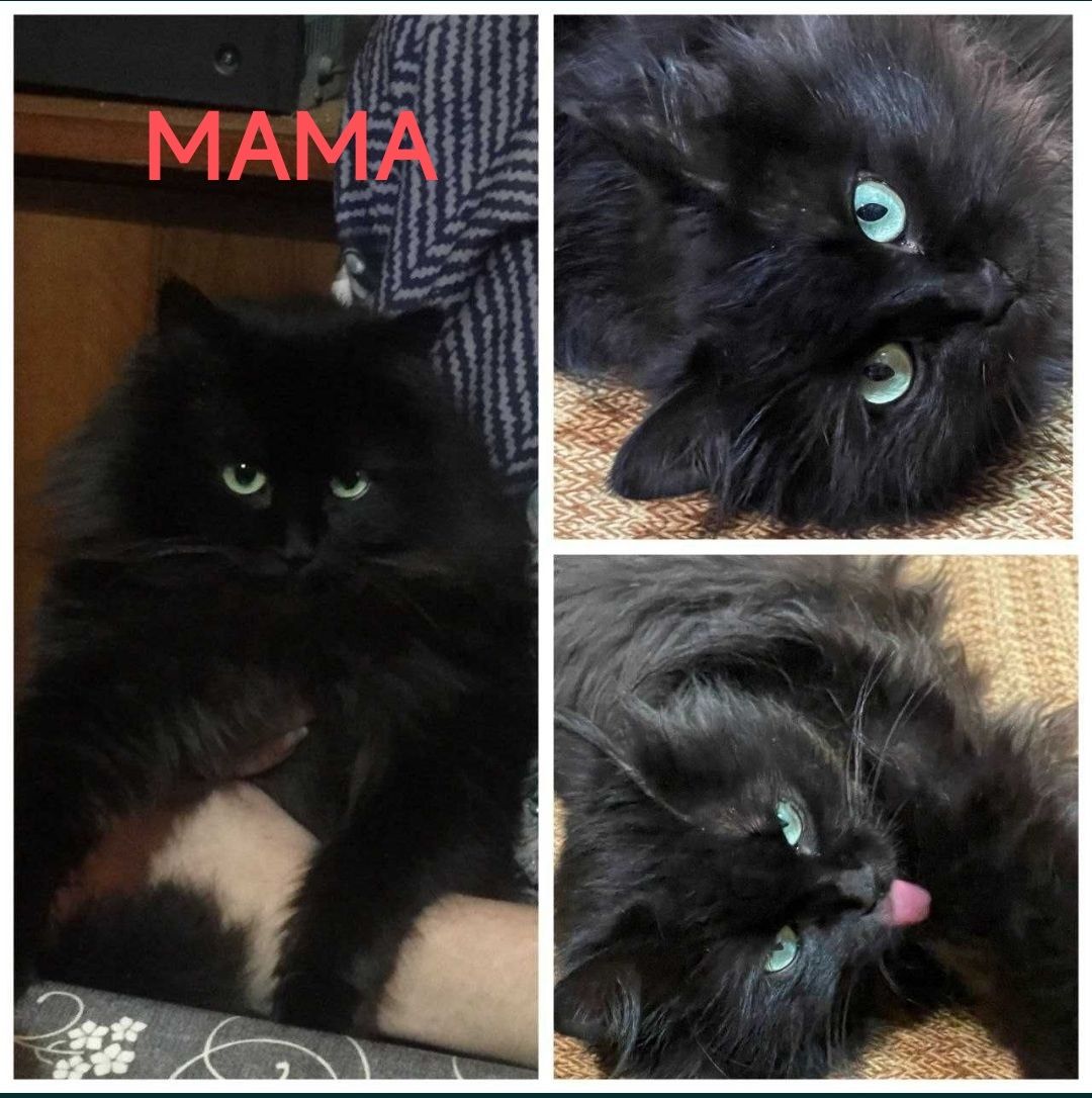 Отдаю котёнка в добрые руки. Скотиш Страйт мальчик