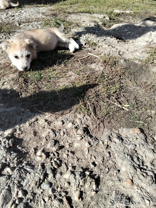 Donez cățeluși  iubitori și foarte jucăuși