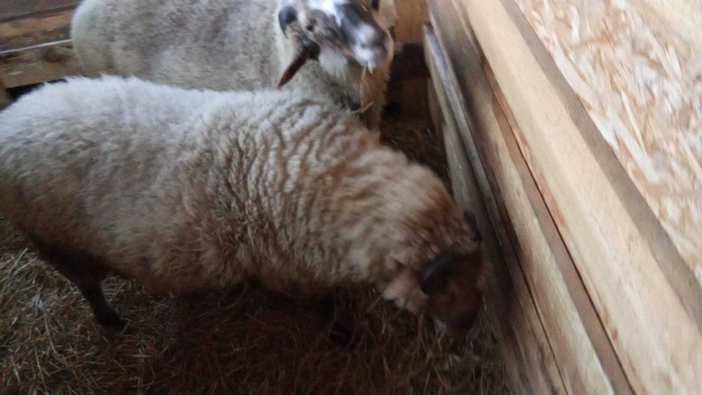 Vand 3 berbeci  Borduselu