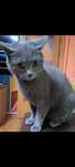 Donez Pisica British Shorthair