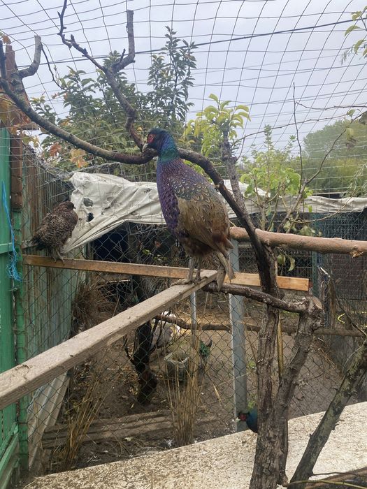 Fazani comuni si tenebros.