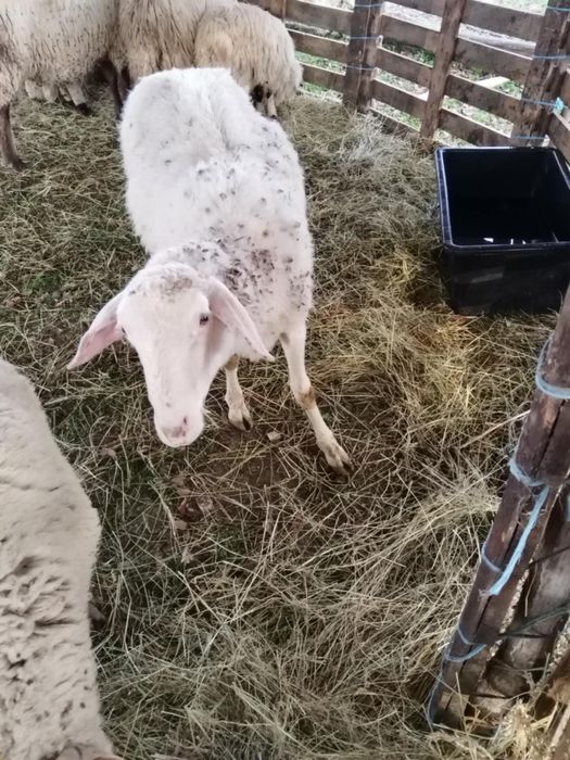 De vânzare berbec Lacaune